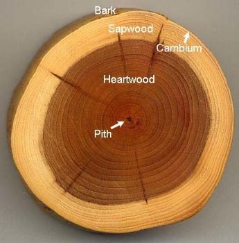 Cross Section of a Tree.jpg