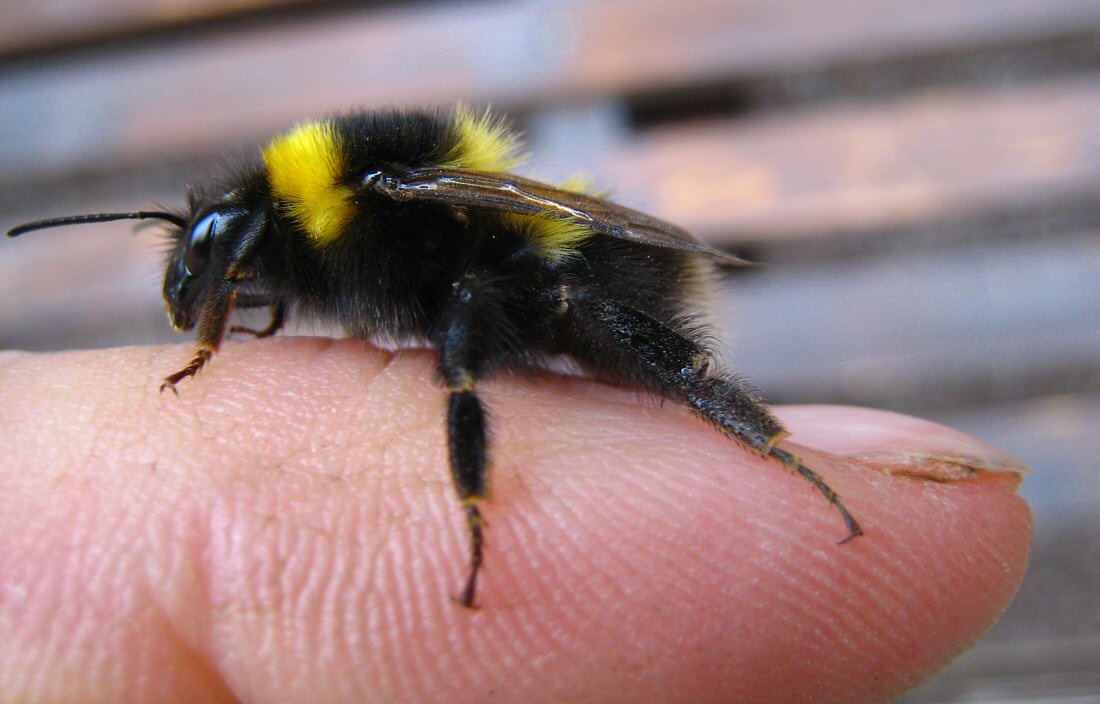 fingerbee_0453.JPG