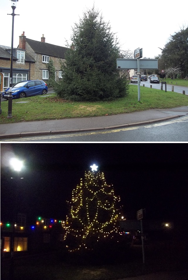 tree night and day.jpg