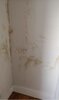 Room 1 damp zoomed in (1).JPG