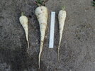 Parsnips.JPG