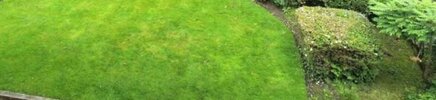 garden moss.JPG