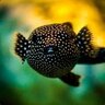 PolkadotFish